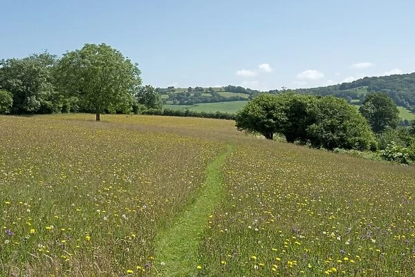 Path through wild flower meadow at Goren Farm near Stockland in Devon on a fine summer day