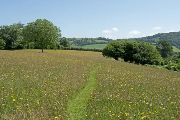 Framed Print : Path through wild flower meadow at Goren Farm near Stockland in Devon on a fine summer day Framed Print : Path through wild flower meadow at Goren Farm near Stockland in Devon on a fine summer day