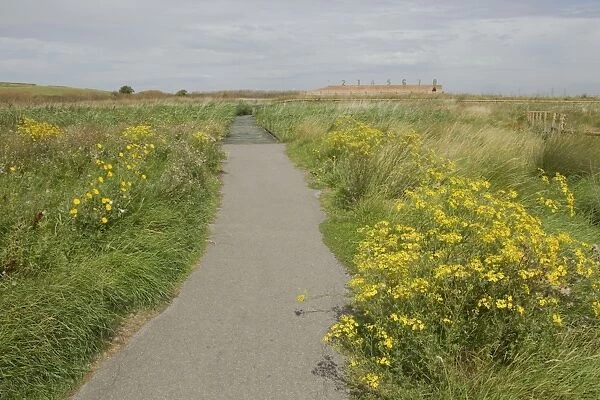 Pathway and boardwalk in wetland habitat, Rainham Marshes RSPB Reserve, Thames Estuary, Essex, England, august