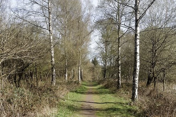 Pathway through deciduous woodland habitat, Nagshead RSPB Reserve, Forest of Dean, Gloucestershire, England, april