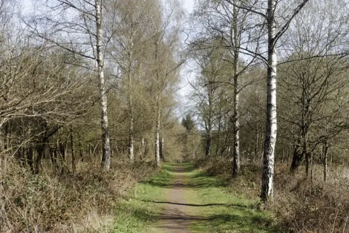 Framed Print : Pathway through deciduous woodland habitat, Nagshead RSPB Reserve, Forest of Dean, Gloucestershire, England, april Framed Print : Pathway through deciduous woodland habitat, Nagshead RSPB Reserve, Forest of Dean, Gloucestershire, England, april