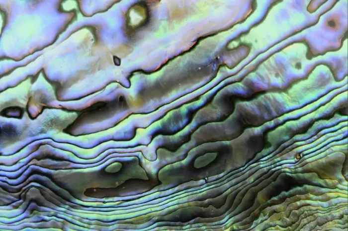 Framed Print : Paua (Haliotis iris) interior layer of shell, close-up of iridescent nacre or mother of pearl Framed Print : Paua (Haliotis iris) interior layer of shell, close-up of iridescent nacre or mother of pearl