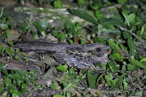 Pauraque (Nyctidromus albicollis) adult, roosting on ground, near Sarapiqui River, Costa Rica, February