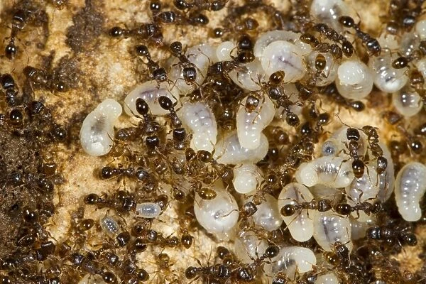 Pavement Ant (Tetramorium caespitum) adults, workers with large larvae in nest, Causse de Gramat, Massif Central