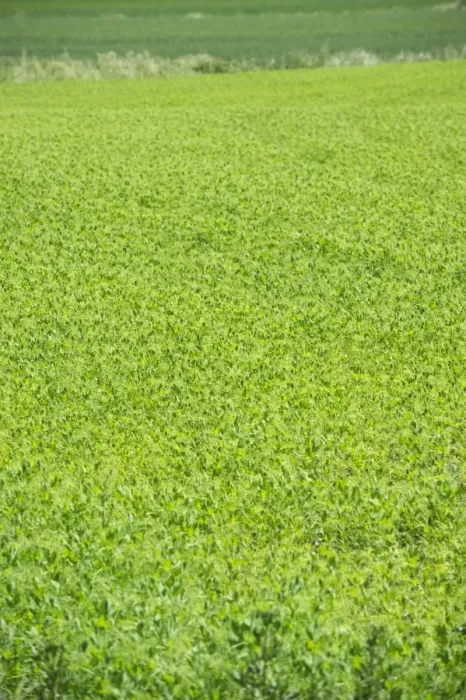 Framed Print : Pea (Pisum sativum) crop in field, Sweden, june