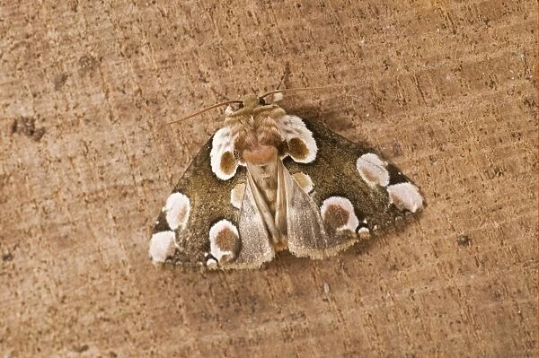 Peach Blossom Moth (Thyatira batis) adult, resting on sawn timber, England, may
