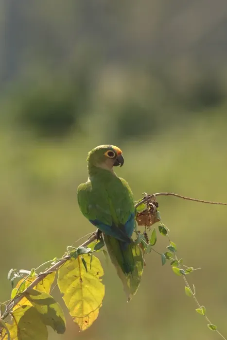Framed Print : Peach-fronted Parakeet (Aratinga aurea) adult, perched on branch, Transpantaneira, Mato Grosso, Brazil, august Framed Print : Peach-fronted Parakeet (Aratinga aurea) adult, perched on branch, Transpantaneira, Mato Grosso, Brazil, august