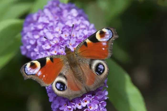 Framed Print : Peacock Butterfly (Inachis io) adult, feeding on Buddleia (Buddleja sp. ) flowers, Rhineland-Palatinate, Germany, july Framed Print : Peacock Butterfly (Inachis io) adult, feeding on Buddleia (Buddleja sp. ) flowers, Rhineland-Palatinate, Germany, july
