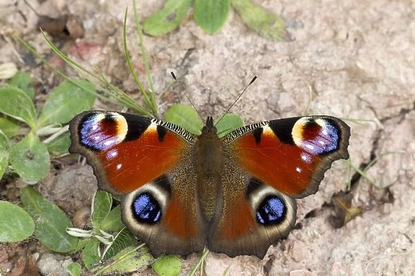 Peacock Butterfly (Inachis io) adult, resting on ground with wings open, Berwickshire, Scottish Borders, Scotland