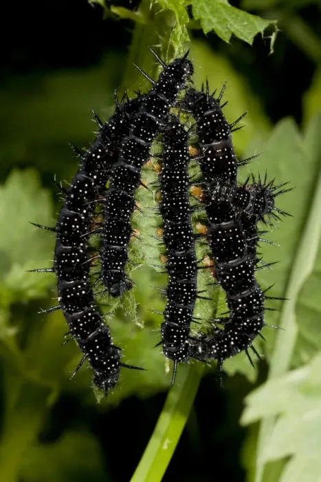 Framed Print : Peacock Butterfly (Inachis io) caterpillars, feeding on stinging nettle, France, August Framed Print : Peacock Butterfly (Inachis io) caterpillars, feeding on stinging nettle, France, August