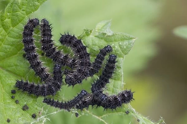 Peacock Butterfly (Inachis io) larvae, feeding on Stinging Nettle (Urtica dioica) leaves, Berwickshire