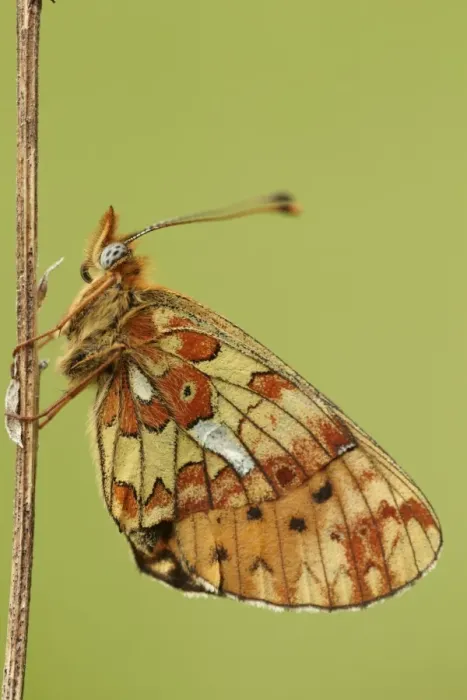 Framed Print : Pearl-bordered Fritillary (Boloria euphrosyne) adult, resting on stem, Worcestershire, England, may Framed Print : Pearl-bordered Fritillary (Boloria euphrosyne) adult, resting on stem, Worcestershire, England, may