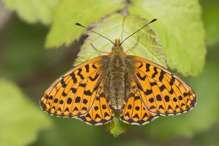 Framed Print : Pearl-bordered Fritillary (Boloria euphrosyne) adult male, freshly emerged, resting on leaf, Pignall, Hampshire Framed Print : Pearl-bordered Fritillary (Boloria euphrosyne) adult male, freshly emerged, resting on leaf, Pignall, Hampshire