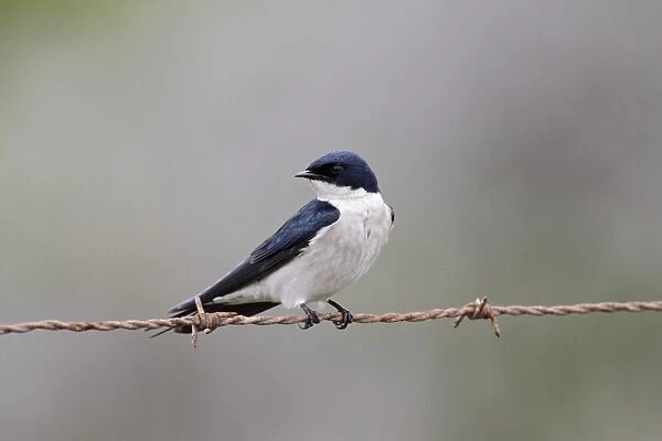 Pearl-breasted Swallow (Hirundo dimidiata) adult, perched on barbed wire, Western Cape, South Africa, September