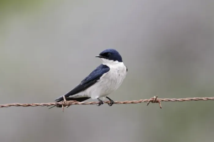 Framed Print : Pearl-breasted Swallow (Hirundo dimidiata) adult, perched on barbed wire, Western Cape, South Africa, September Framed Print : Pearl-breasted Swallow (Hirundo dimidiata) adult, perched on barbed wire, Western Cape, South Africa, September