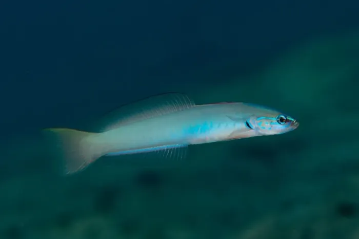Framed Print : Pearly Dartfish (Ptereleotris microlepis) adult, swimming, Blue Water Muck dive site, Uhak River, Wetar Island, Barat Daya Islands, Lesser Sunda Islands, Maluku Province, Indonesia