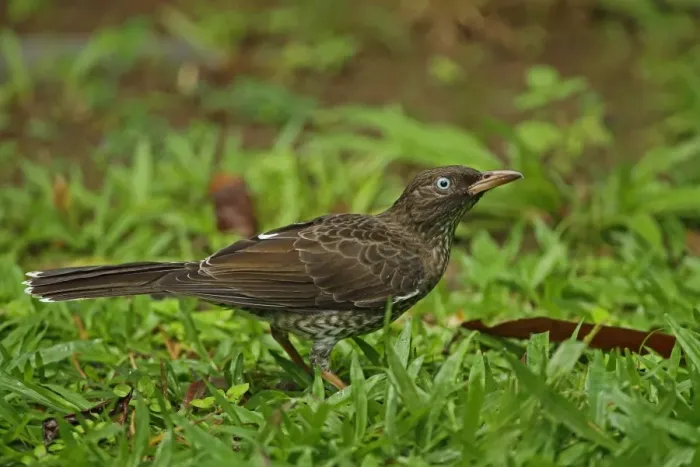 Framed Print : Pearly-eyed Thrasher (Margarops fuscatus klinikowskii) adult, standing on ground, Fond Doux Plantation, St Framed Print : Pearly-eyed Thrasher (Margarops fuscatus klinikowskii) adult, standing on ground, Fond Doux Plantation, St