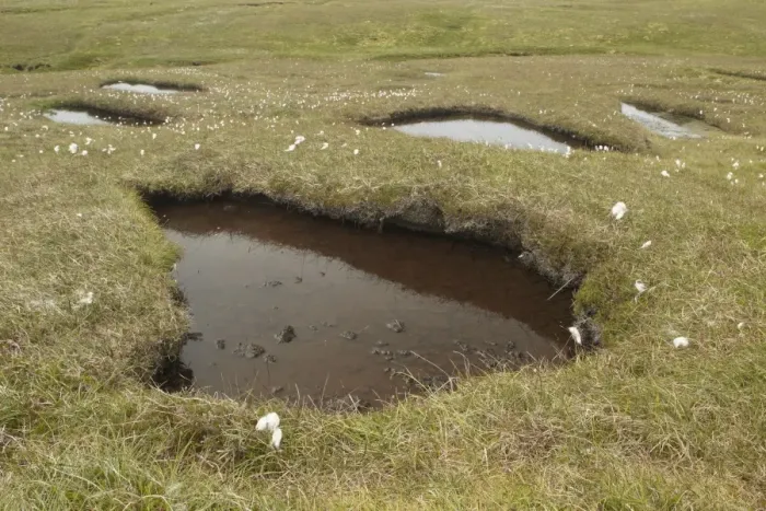 Framed Print : Peat moorland habitat with open pools and cotton-grass, Hermaness National Nature Reserve, Unst, Shetland Islands Framed Print : Peat moorland habitat with open pools and cotton-grass, Hermaness National Nature Reserve, Unst, Shetland Islands
