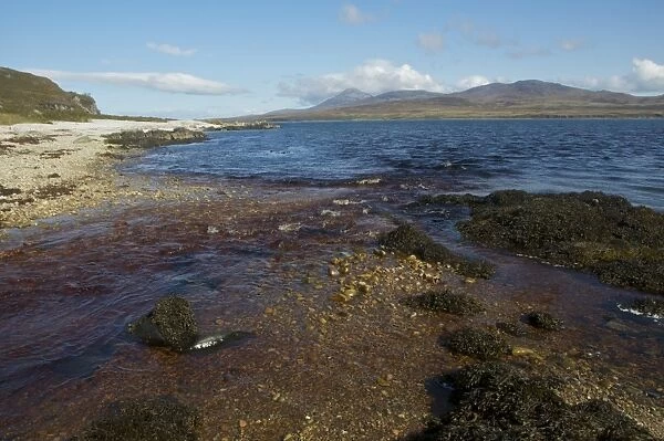 Peat stained river flowing into coastal strait, Glen Logan, Islay Sound, Islay, Inner Hebrides, Scotland, september