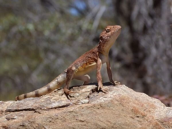Pebble Dragon (Tympanocryptis cephalus) adult male, standing on rock, with hind foot raised to keep cool