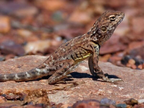 Pebble Dragon (Tympanocryptis cephalus) adult, standing on rock, with hind foot raised to keep cool, Western Australia