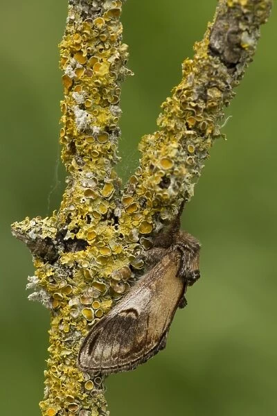 Pebble Prominent (Notodonta ziczac) adult, resting on lichen covered twig, Lincolnshire, England, June