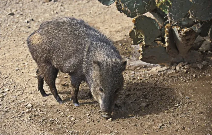 Framed Print : Peccary Collared (Dicotyles tajacu) Framed Print : Peccary Collared (Dicotyles tajacu)