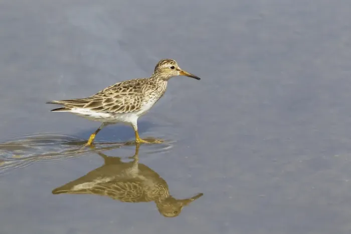 Framed Print : Pectoral Sandpiper (Calidris melanotos) adult, breeding plumage, wading, South Padre Island, Texas, U. S. A. april Framed Print : Pectoral Sandpiper (Calidris melanotos) adult, breeding plumage, wading, South Padre Island, Texas, U. S. A. april