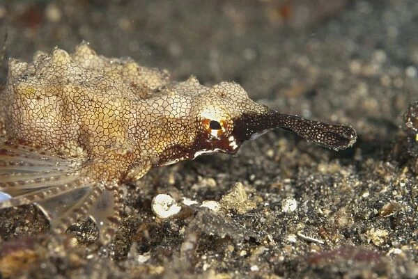 Pegasus Sea Moth (Eurypegasus draconis) adult, close-up of head, crawling on black sand, Lembeh Straits, Sulawesi