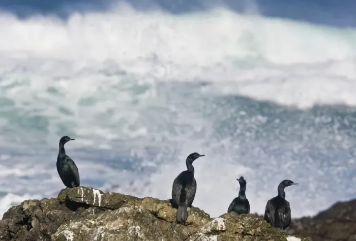 Framed Print : Pelagic Cormorant (Phalacrocorax pelagicus) three adults, non-breeding plumage, and juvenile Framed Print : Pelagic Cormorant (Phalacrocorax pelagicus) three adults, non-breeding plumage, and juvenile