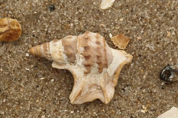 Pelicans Foot Shell (Aporrhais pespelecani) empty shell, washed up on beach, Studland, Isle of Purbeck, Dorset
