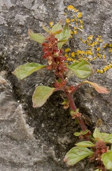 Pellitory-of-the-wall (Parietaria judaica) flowering, growing on wall, Berry Head N. N. R. Torbay, Devon, England, July