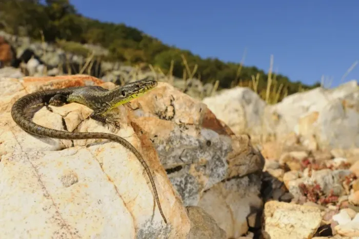 Framed Print : Pena de Francia Rock Lizard (Iberolacerta martinezricai) adult, basking on rock in habitat, Spain, october Framed Print : Pena de Francia Rock Lizard (Iberolacerta martinezricai) adult, basking on rock in habitat, Spain, october