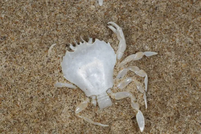 Framed Print : Pennants Swimming Crab (Portumnus latipes) moult, on beach strandline, Gower Peninsula, Glamorgan, Wales, august Framed Print : Pennants Swimming Crab (Portumnus latipes) moult, on beach strandline, Gower Peninsula, Glamorgan, Wales, august