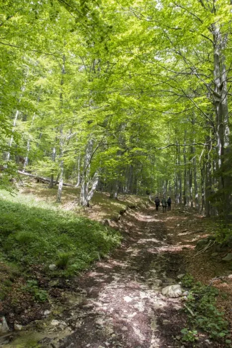 Framed Print : People walking in Common Beech forest at Bogdan National Park Bulgaria