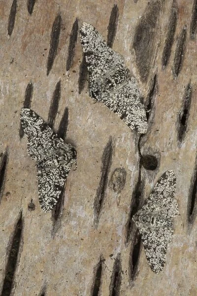 Peppered Moth (Biston betularia) light form, three adults, resting on birch bark, Sheffield, South Yorkshire, England