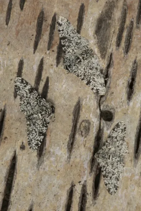 Framed Print : Peppered Moth (Biston betularia) light form, three adults, resting on birch bark, Sheffield, South Yorkshire, England Framed Print : Peppered Moth (Biston betularia) light form, three adults, resting on birch bark, Sheffield, South Yorkshire, England