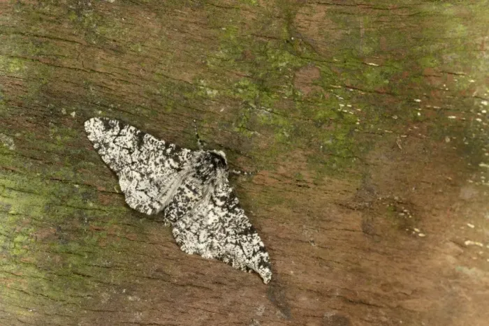 Framed Print : Peppered Moth (Biston betularia) normal form, adult, resting on bark, Oxfordshire, England, July