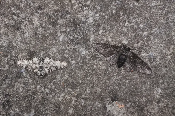Framed Print : Peppered Moth (Biston betularia) normal and melanistic forms, two adults, example of camouflage adaption evolution Framed Print : Peppered Moth (Biston betularia) normal and melanistic forms, two adults, example of camouflage adaption evolution