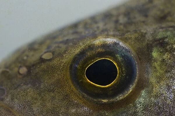 Perch (Perca fluviatilis) adult, close-up off eye, in tank, England, May