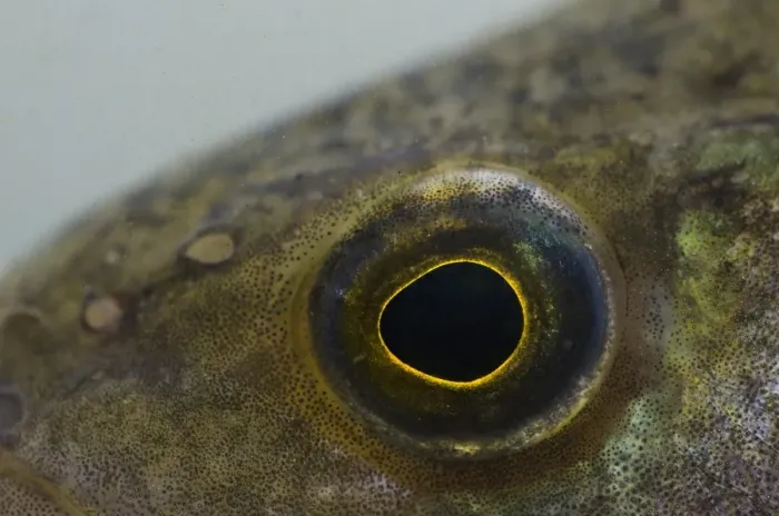 Framed Print : Perch (Perca fluviatilis) adult, close-up off eye, in tank, England, May Framed Print : Perch (Perca fluviatilis) adult, close-up off eye, in tank, England, May