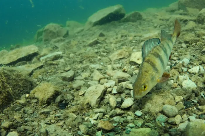 Framed Print : Perch (Perca fluviatilis) adult, swimming over stony lakebed in flooded former granite quarry, Stoney Cove