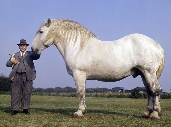 Percheron Heavy Horse  /  16 year old stallion  /  18 1 / 2 hands  /  2800 lbs