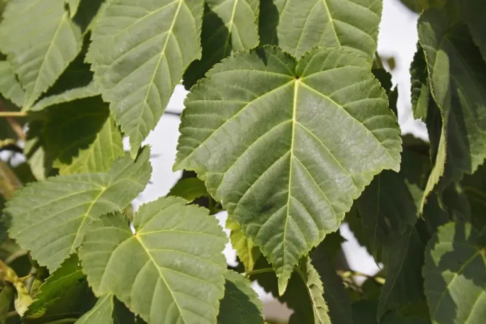 Framed Print : Pere Davids Maple (Acer davidii) close-up of leaves, in garden, Mendlesham, Suffolk, England, August Framed Print : Pere Davids Maple (Acer davidii) close-up of leaves, in garden, Mendlesham, Suffolk, England, August