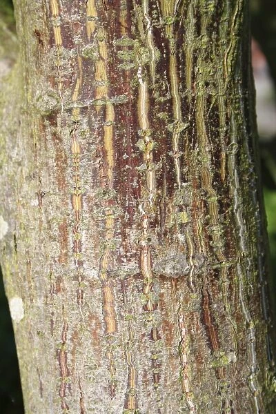 Pere Davids Maple (Acer davidii) close-up of trunk, in garden, Suffolk, England, September