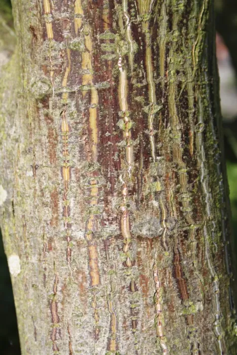 Framed Print : Pere Davids Maple (Acer davidii) close-up of trunk, in garden, Suffolk, England, September Framed Print : Pere Davids Maple (Acer davidii) close-up of trunk, in garden, Suffolk, England, September