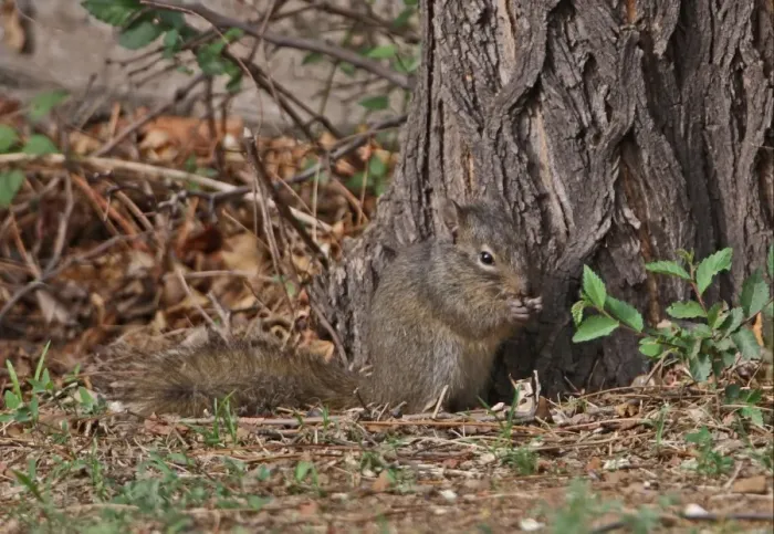 Framed Print : Pere David's Rock Squirrel (Sciurotamias davidianus) adult, feeding, sitting on ground at base of tree, Hebei, China, may