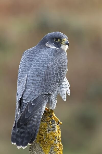 Peregrine Falcon (Falco peregrinus) adult, perched on lichen covered concrete post, Berwickshire, Scottish Borders