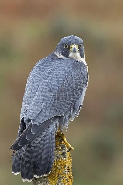 Peregrine Falcon (Falco peregrinus) adult, perched on lichen covered concrete post, Berwickshire, Scottish Borders