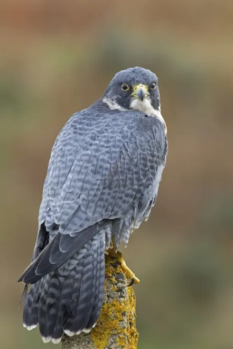 Framed Print : Peregrine Falcon (Falco peregrinus) adult, perched on lichen covered concrete post, Berwickshire, Scottish Borders Framed Print : Peregrine Falcon (Falco peregrinus) adult, perched on lichen covered concrete post, Berwickshire, Scottish Borders